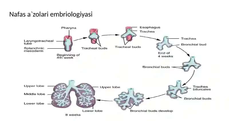 GISTOLOGIYA 3