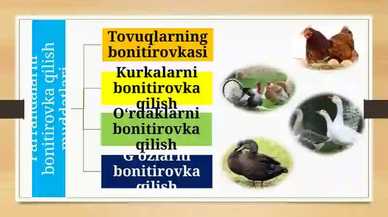 PARRANDALAR NASLINING SIFATI BO‘YICHA BAHOLASH,SIFATLASH(BONITROVKA),SUN’IYURUG‘LANTIRISH 3