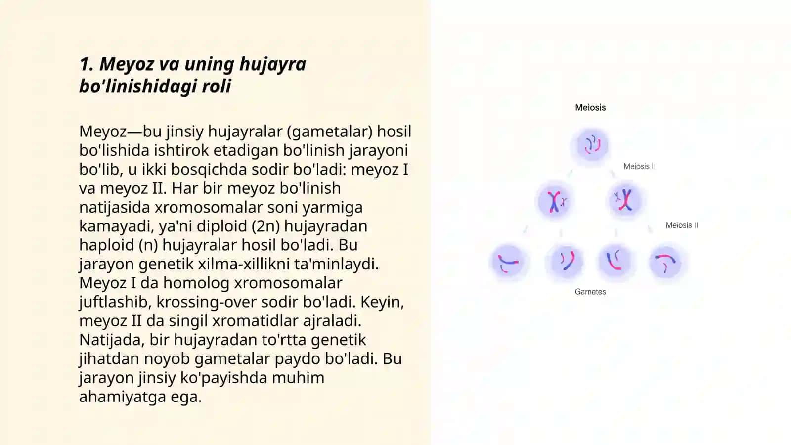 Meyoz.Uning biologik ahamiyati 3