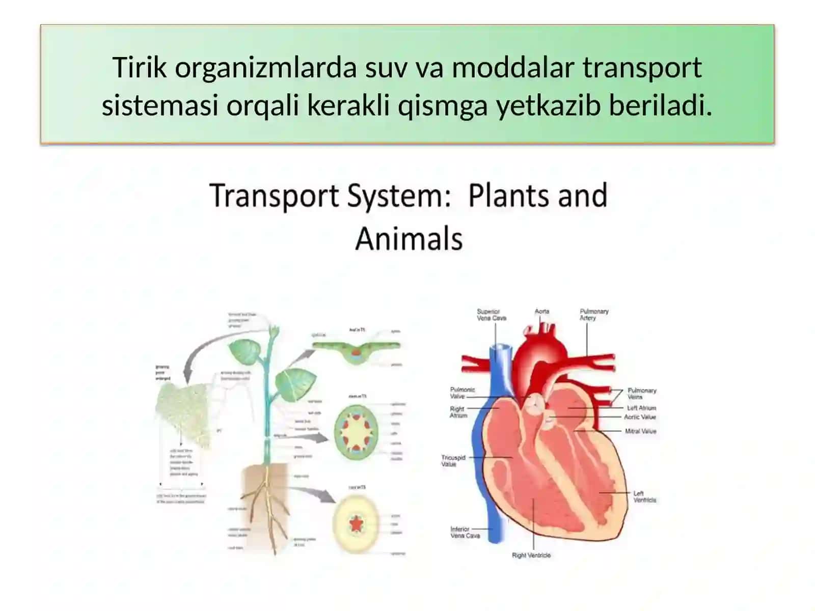 TIRIK ORGANIZMLARDA O'ZIQ MODDALAR TRANSPORTI 3