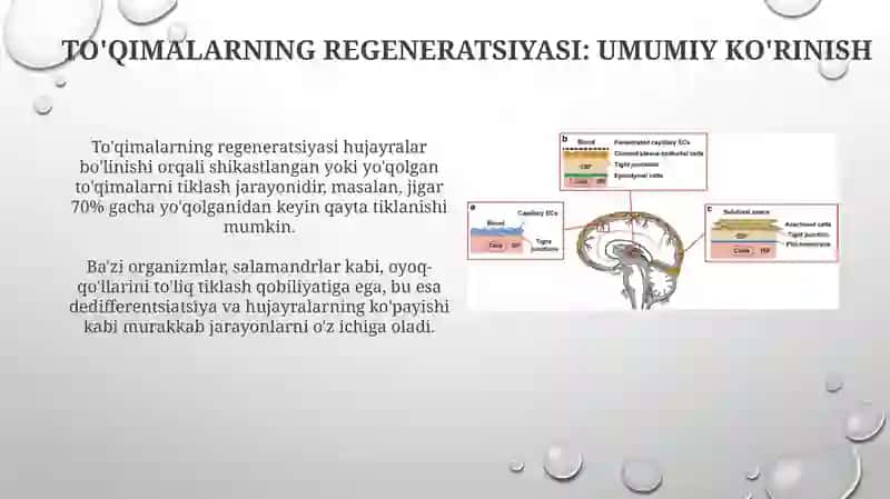 Teriregeneratsiyasi va transplantatsiyasi 3