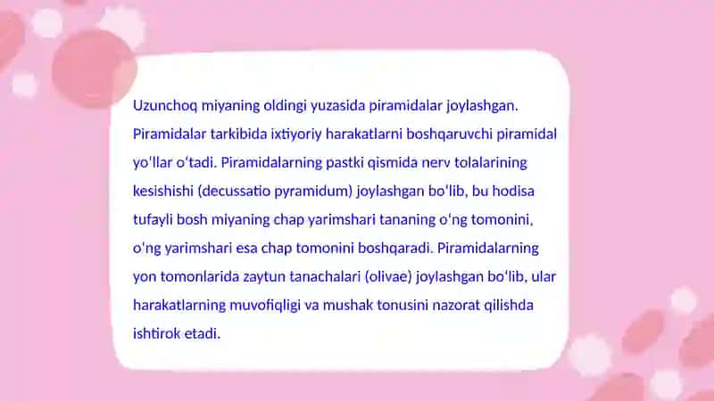 Uzunchoq miya va ko'prik. Ularning tuzilishi va yoshga qarab o'zgarishi. Miyachaning tuzilishi 3