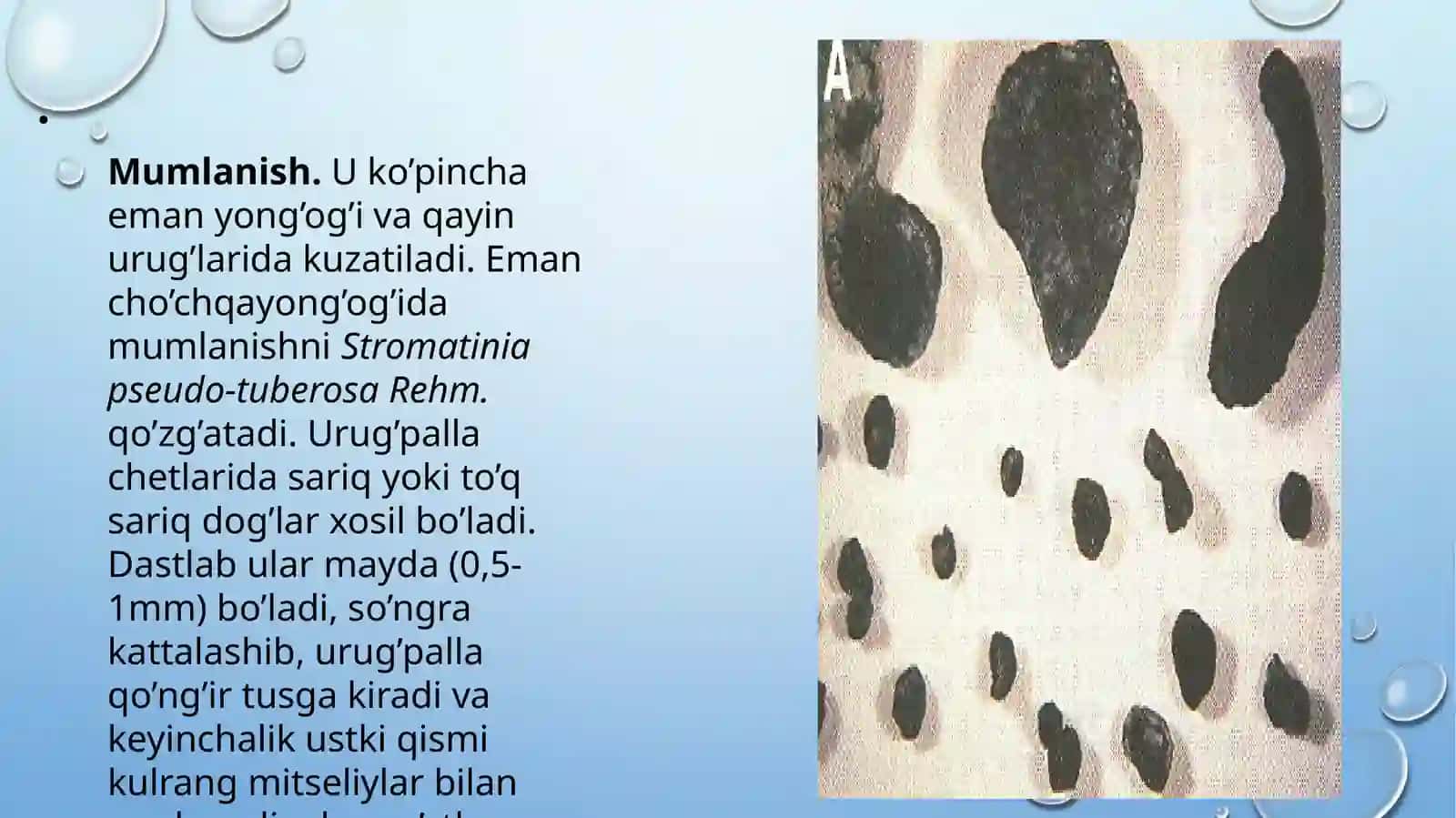 MANZARALI DARAXTLARNING KASALLIKLARI VA ULARGA QARSHI KURASHCHORALARI 3