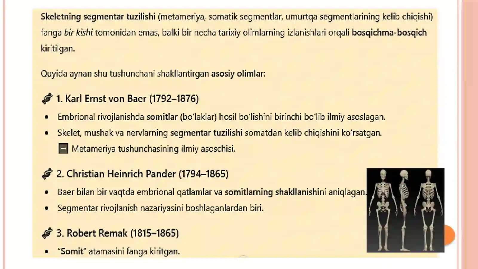 Umurtqa anatomiyasi 3