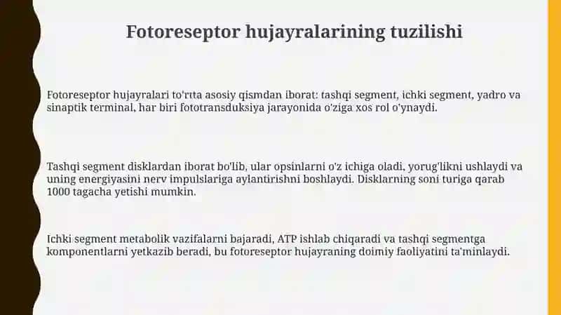 Fotoretsepsiyaningmorfologikasoslari 3