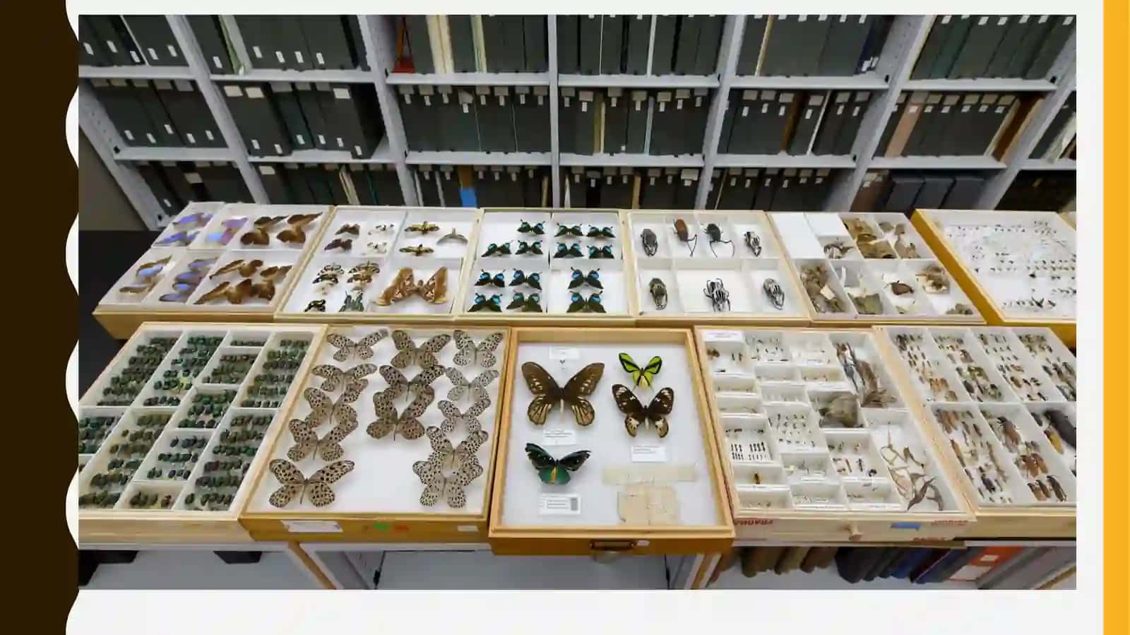 Hasharotlar namunalaridan entomologik kolleksiyalar tayyorlash 3