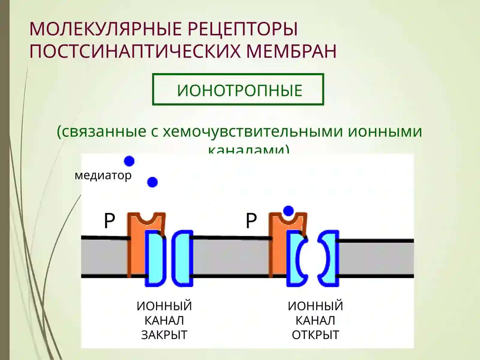 Neyromediatorlar (farmakalogiya ) 3