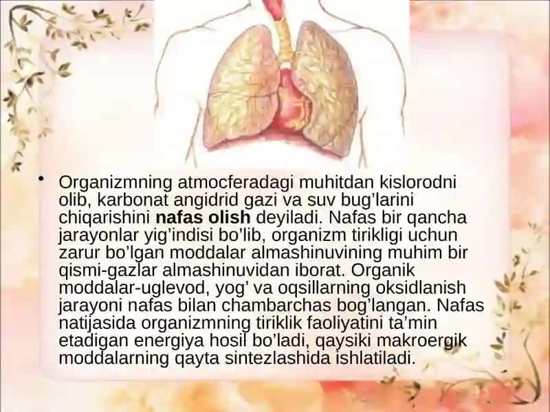 Nafas olis fiziologiyasi 3