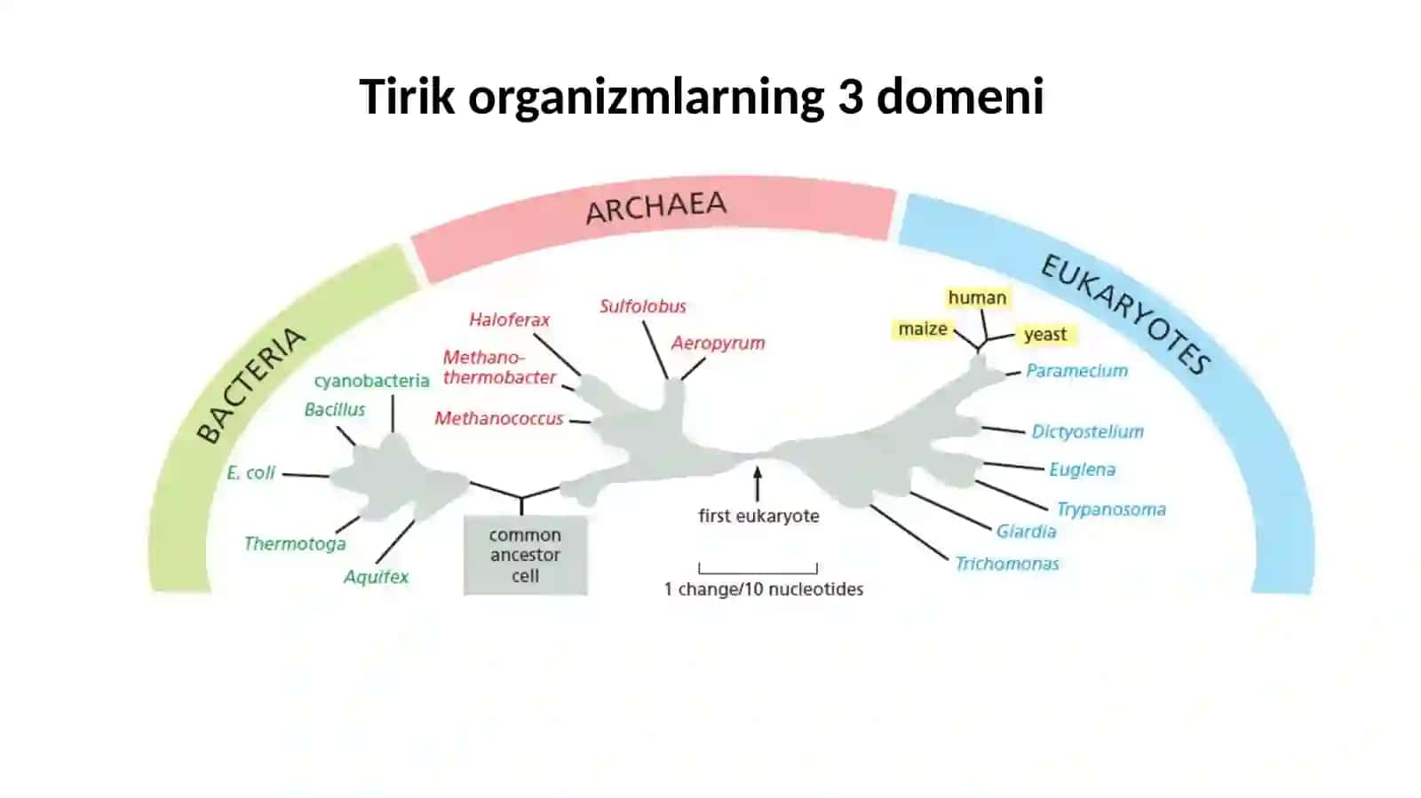 Prokariot va eukaroit organizmlarning gen va moddalar almashinuvi farqi 3
