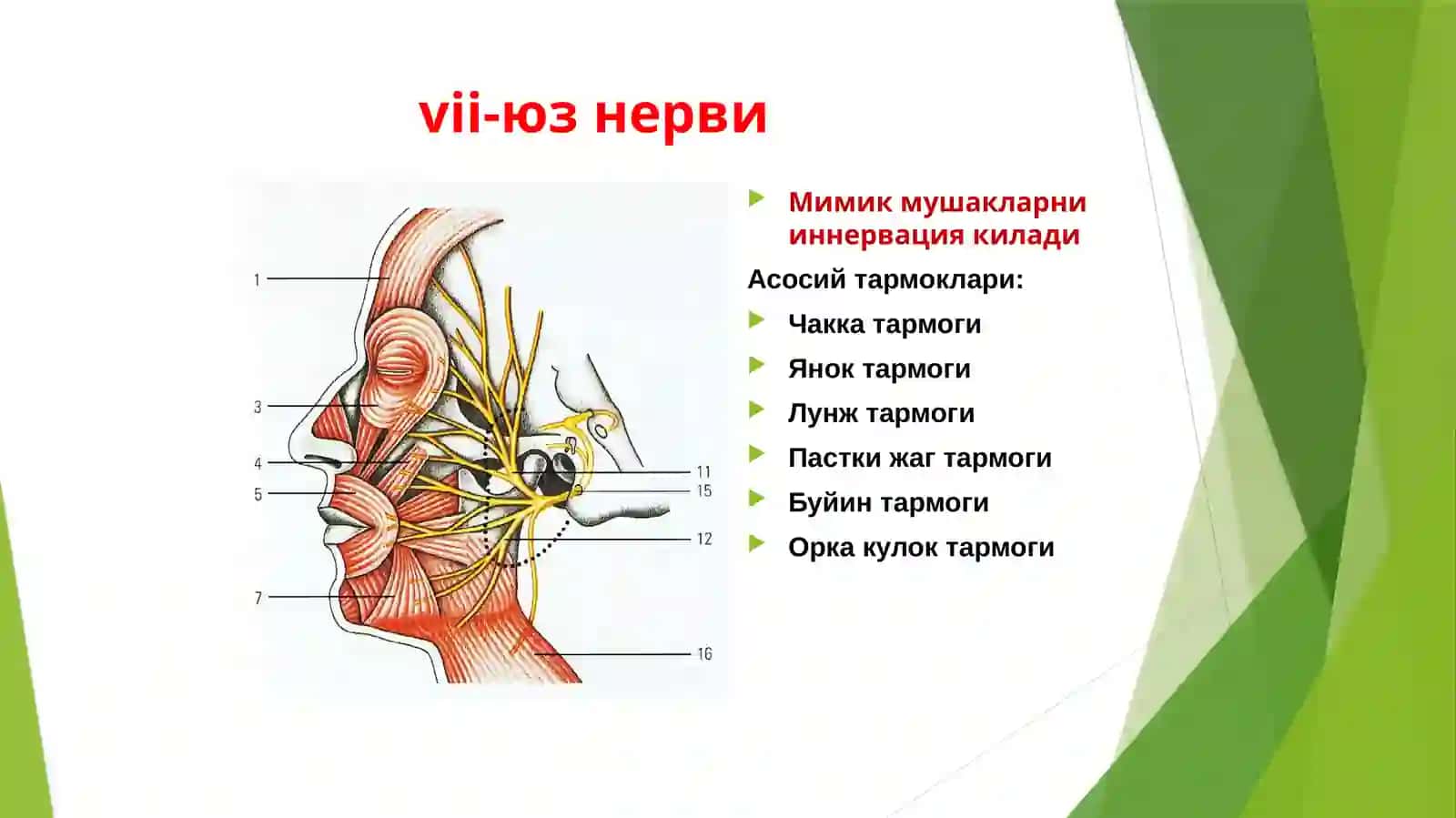 VII-XII Бош мия жуфт нервлари клиник анатомияси ва зарарланиш синдромлари 3