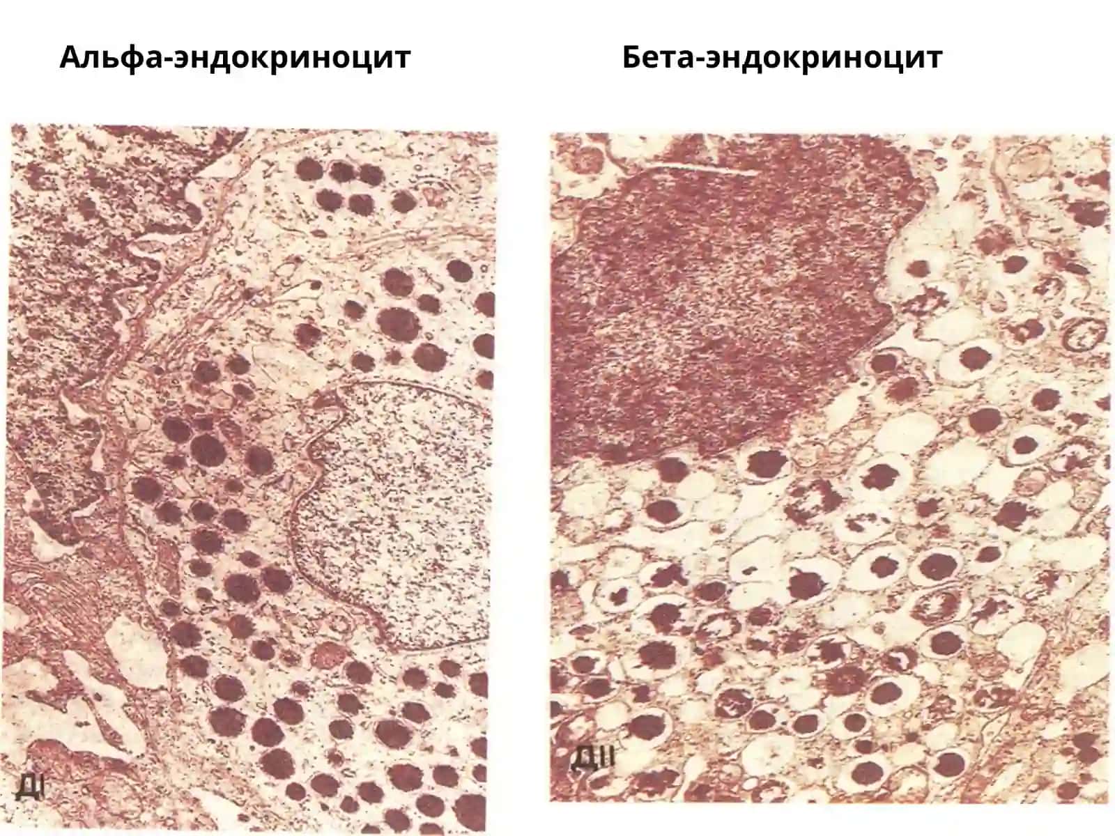 Меъдаостибези 3