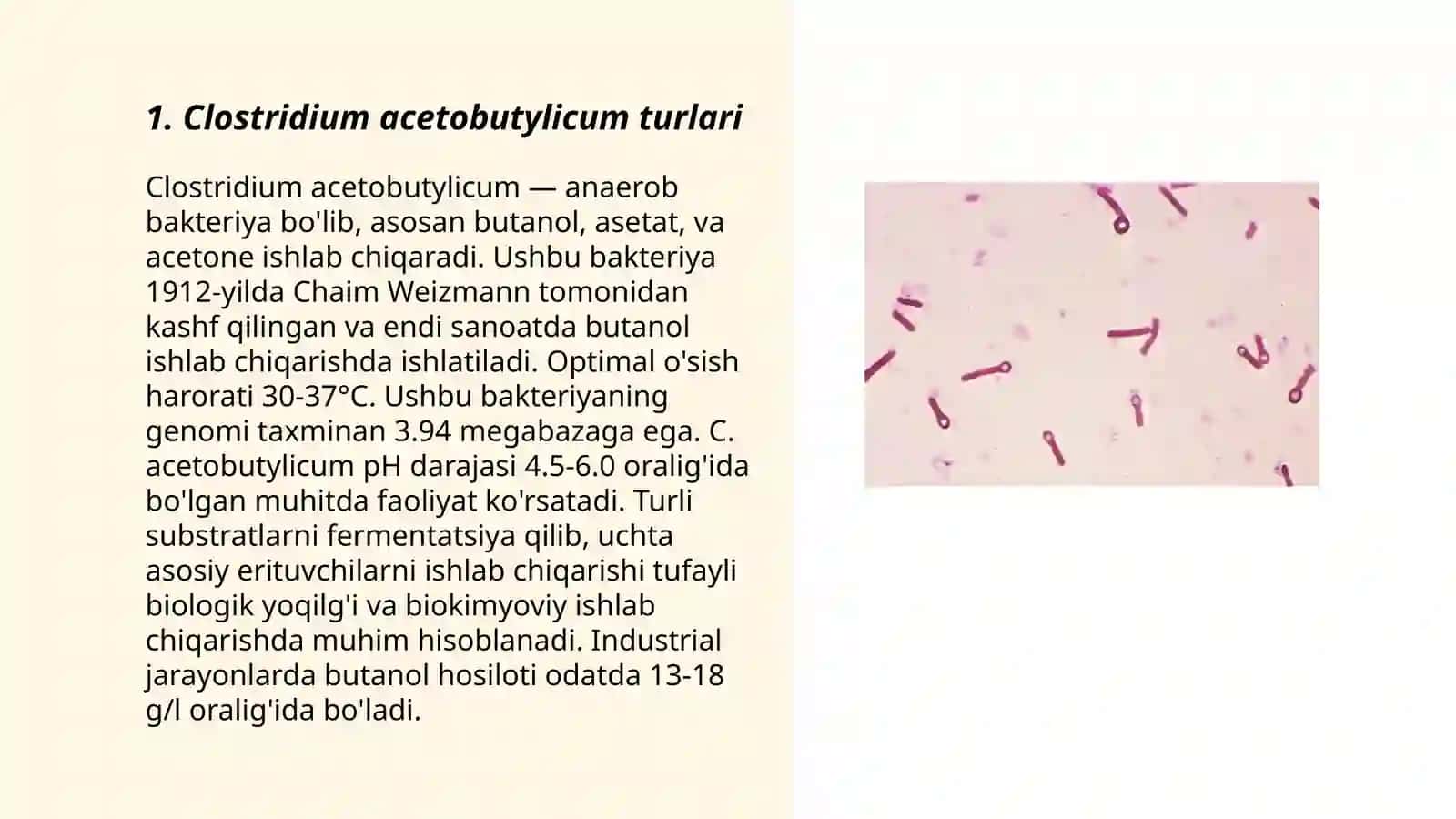 Clostridium acetobutylicum haqida ma’lumotlar 3