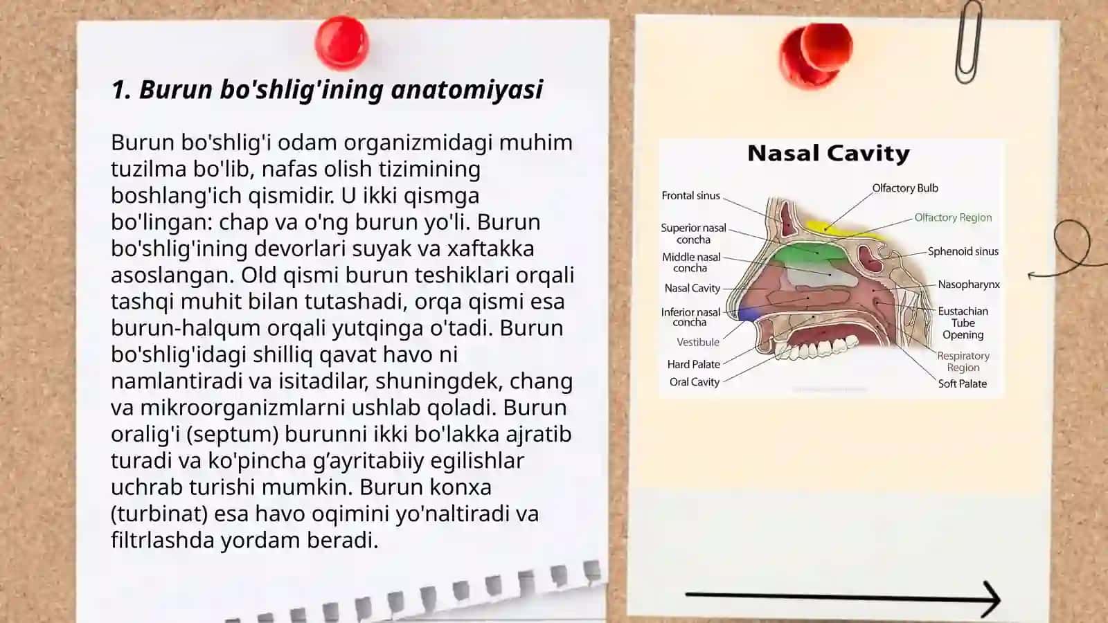 Nafas olish sistemasi.Burun boʻshligʻi 3
