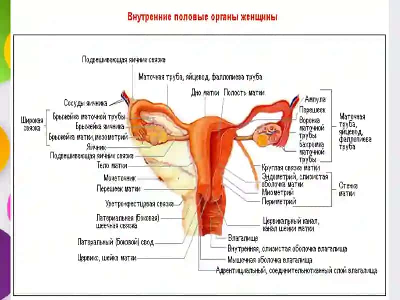 Tuxumdon xavfli va xavsiz òsmalari 3