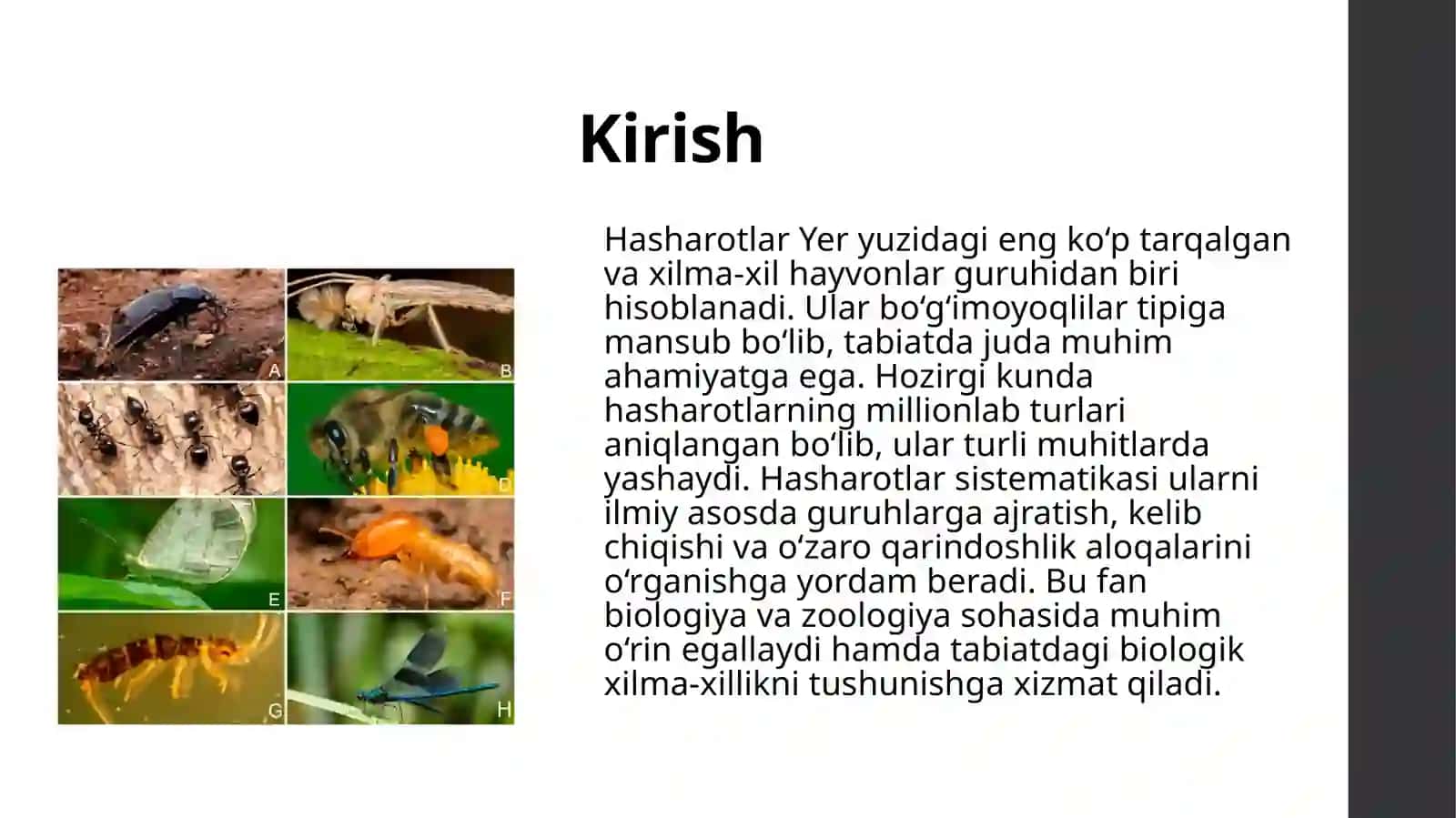 Hasharotlar sistematikasi 3
