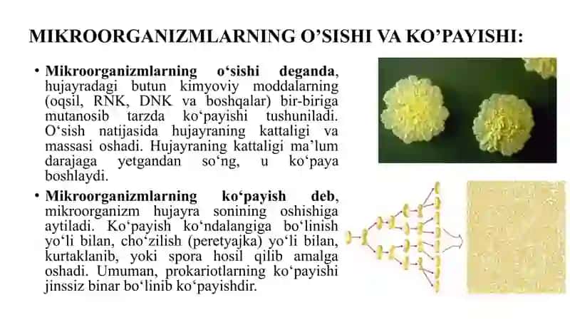 Bakteriyalarning ko’payishi, SPORA XOSIL QILISHI VA SISTEMATIKASI 3