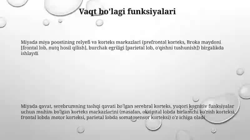 Miyada miya poostining relyefi va korteks markazlari 3