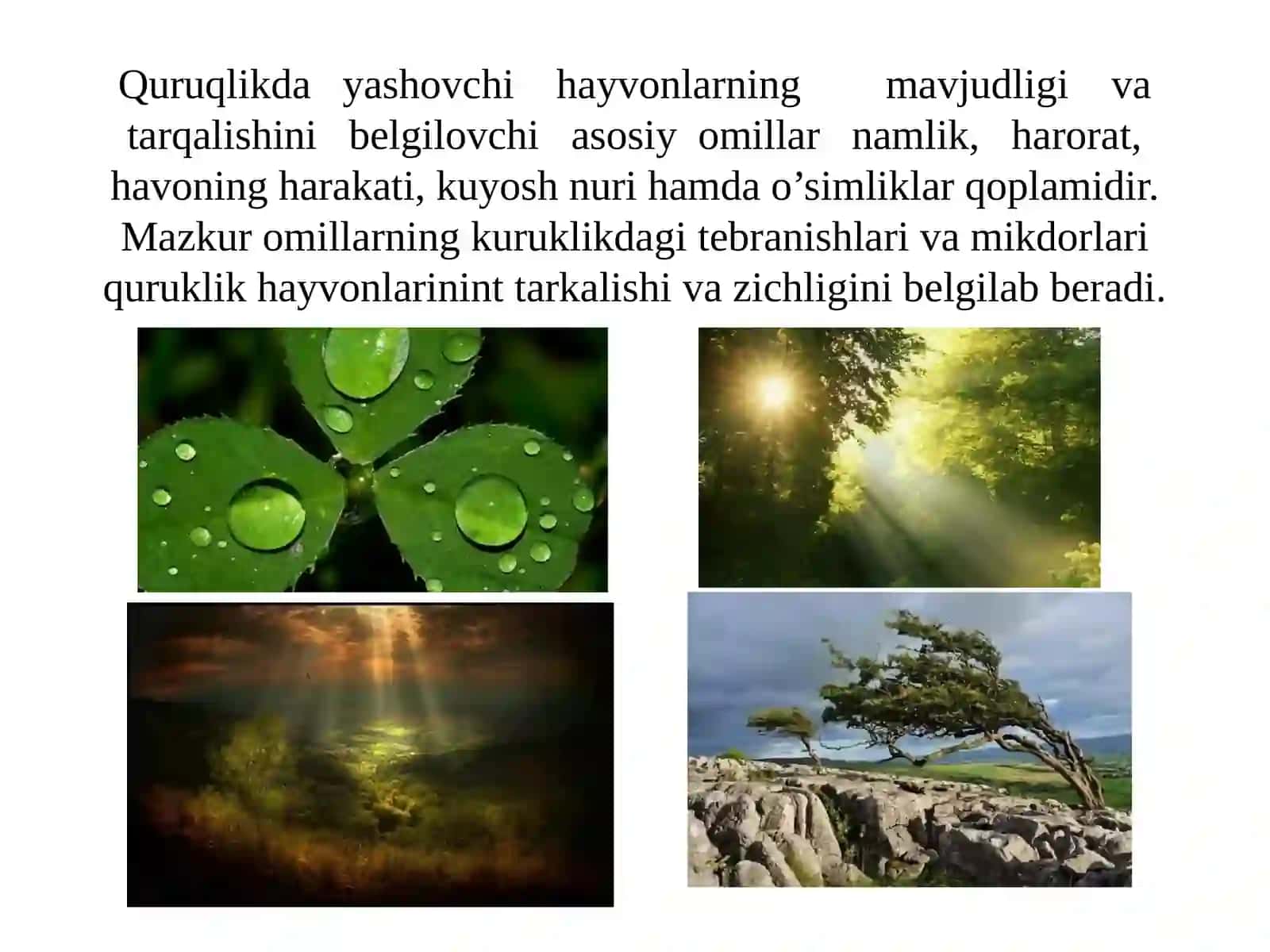 9-Quruqlik biоmlarining asоsiy turlari 3