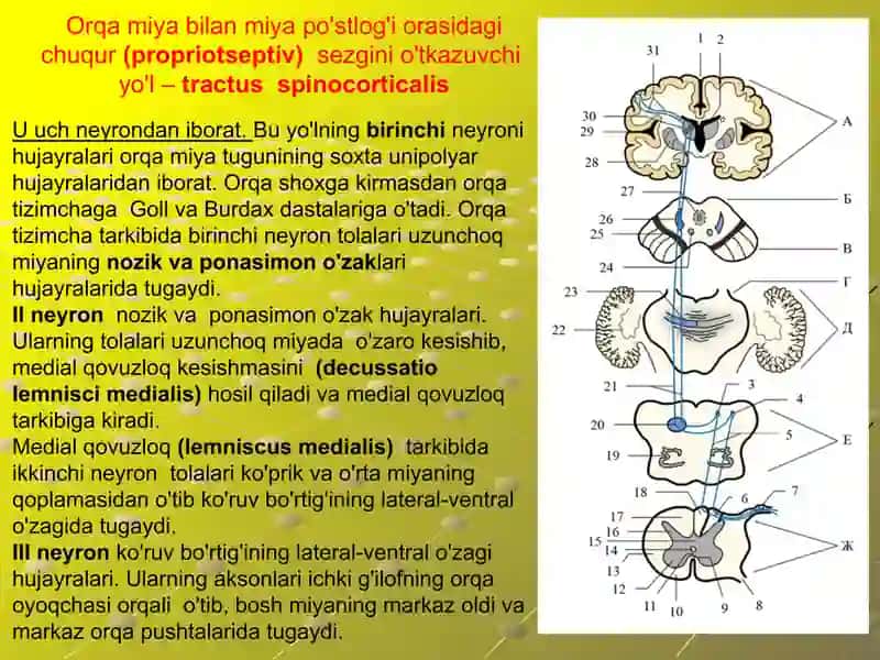 Anatomiya. Bosh va orqa miya o'tkazuv yo'llari. Nevrologiya 3