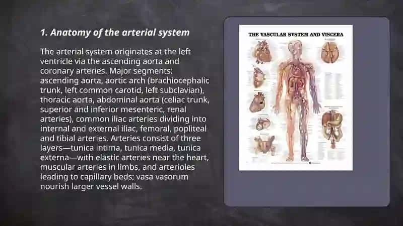 Vascular System 3