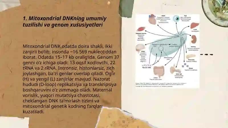 Mitoxondrial DNK tuzilishi va mitoxondrial kasalliklar 3