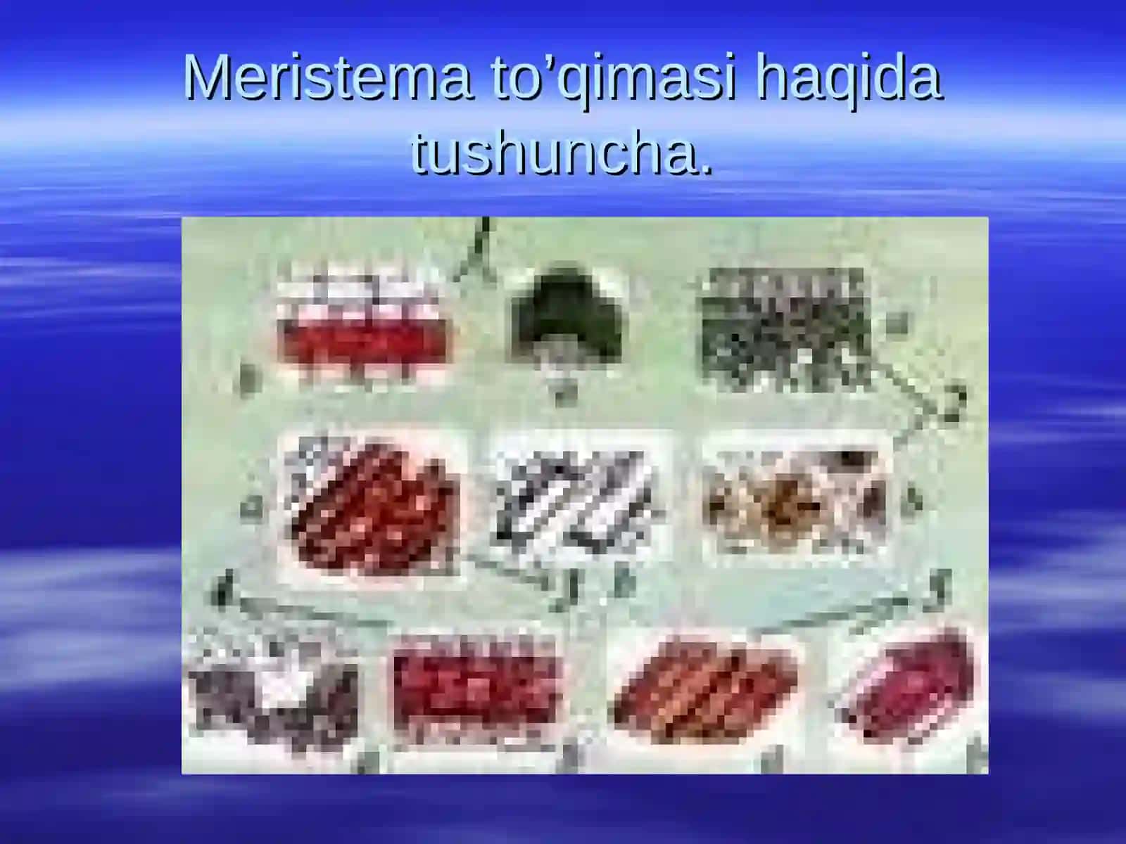 O'simlik tanasi meristema deb ataladigan hosil qiluvchi to'qimalarning faoliyati 3