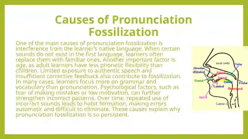 Fossilization of Pronunciation Errors 3