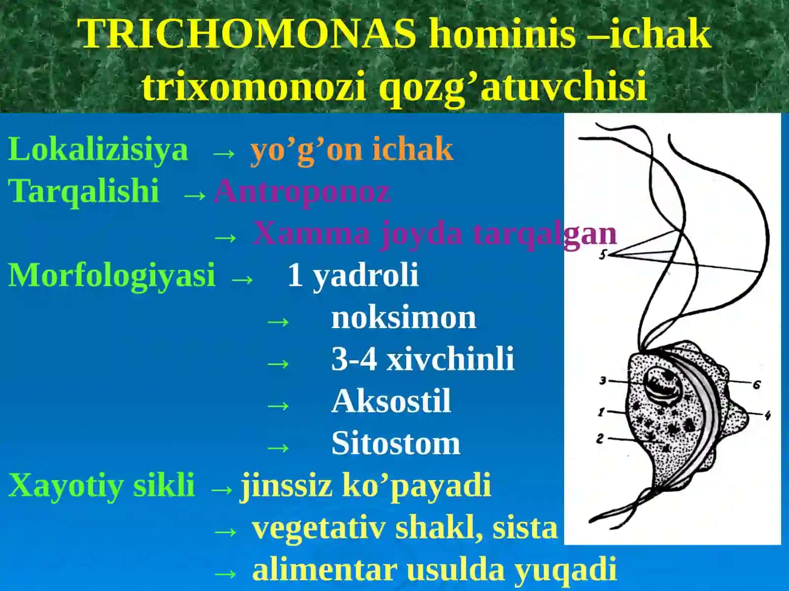 Tibbiy parazitologiya 3