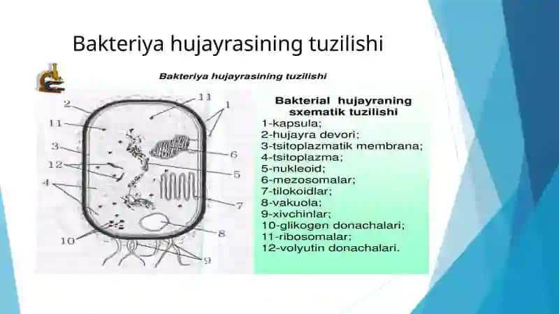 Bakteriyalar prokaryot hujayralar tuzilishi va kimyoviy tarkibi 3
