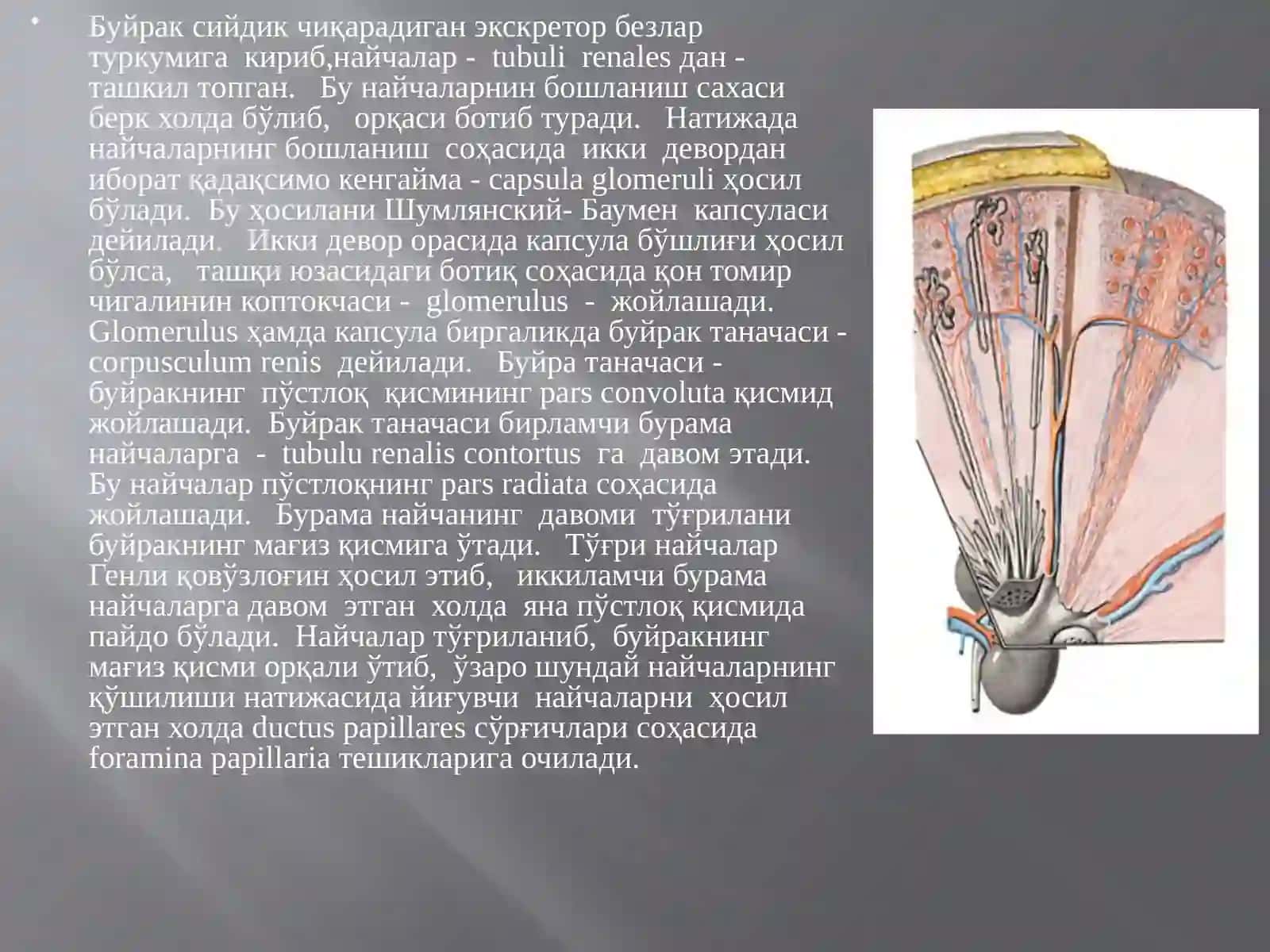 Буйрак 3