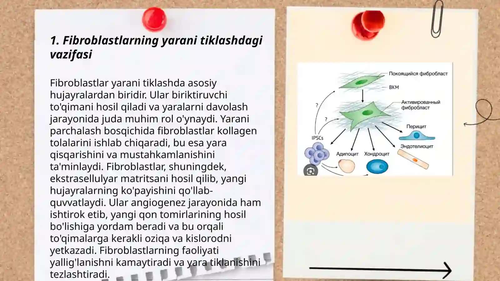Fibroblastlarning jarohatning bitishi va chandiq hosil bo'lishidagi roli 3