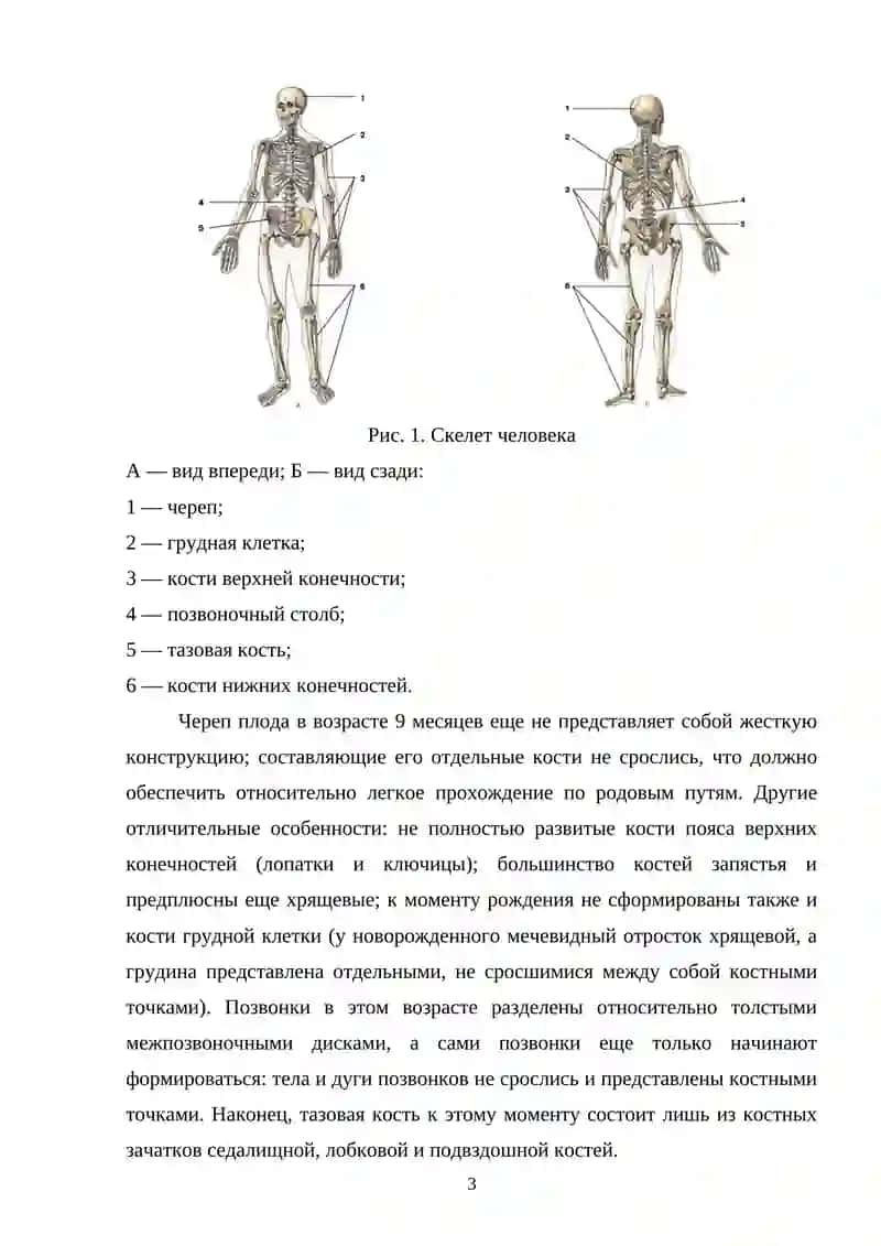 Строение костей организма, их возрастного особенности и виды 3