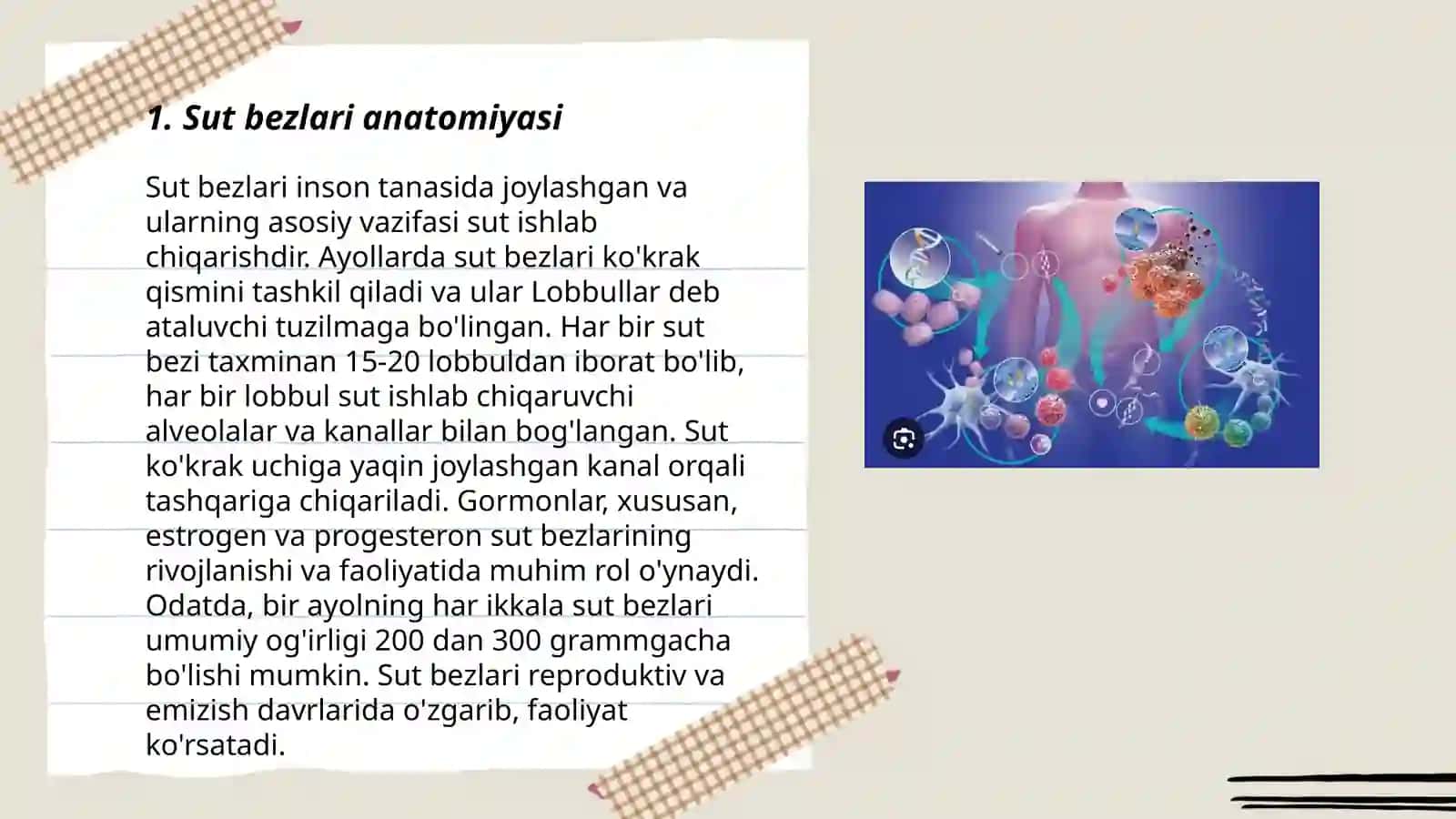 Sut bezlari faoliyatining boshqarilishi sut bezlarini yoshga qarab oʼzgarishi gistalogiyasi va kasalliklari 3