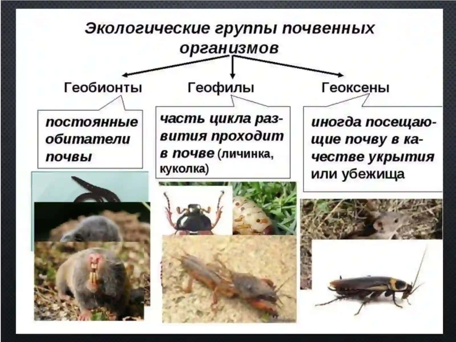 Тема № 2Основные таксономические группы. Подцарство одноклеточных 3