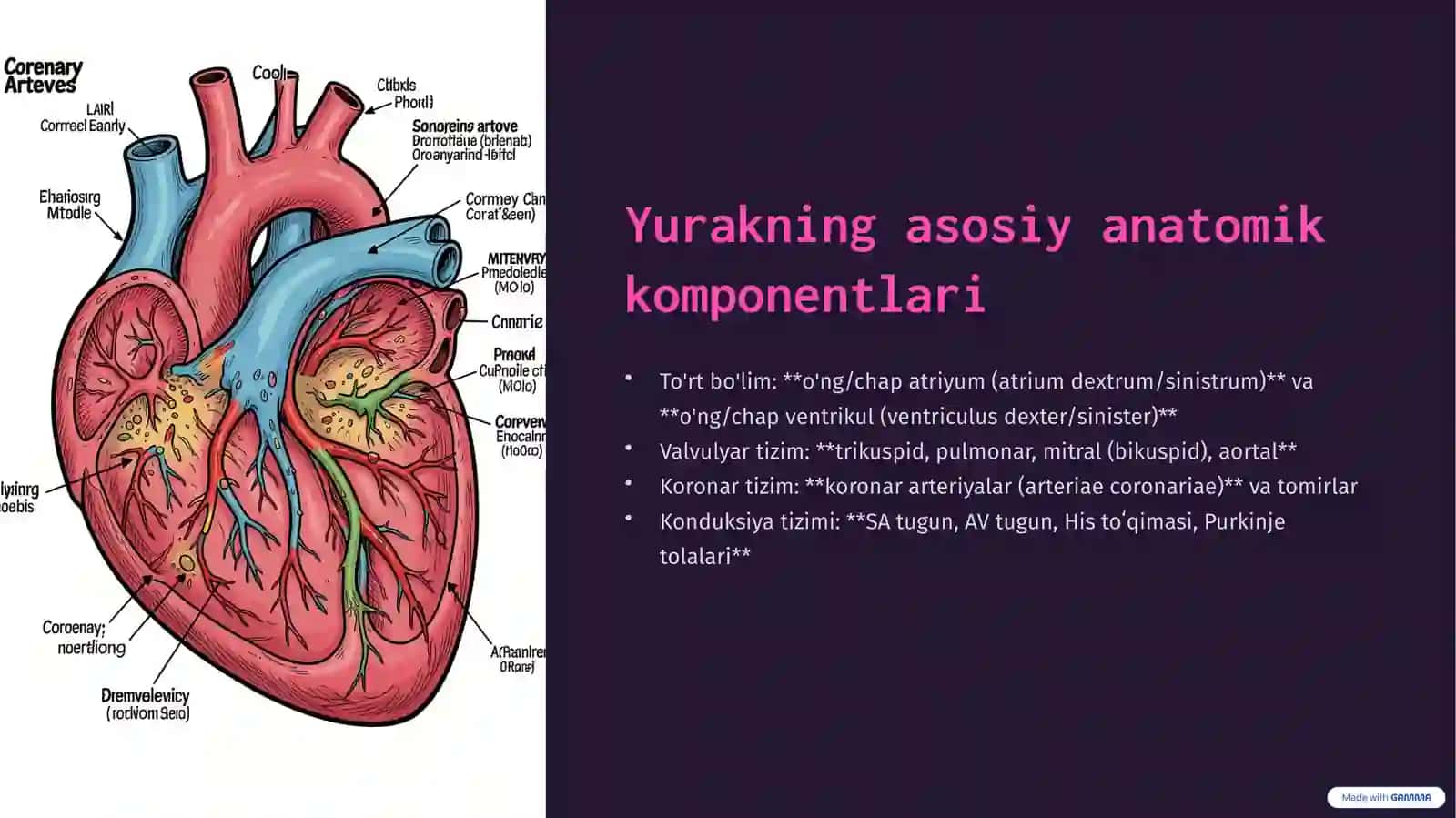 Yurak anatomiyasi va fiziologiyasi 3