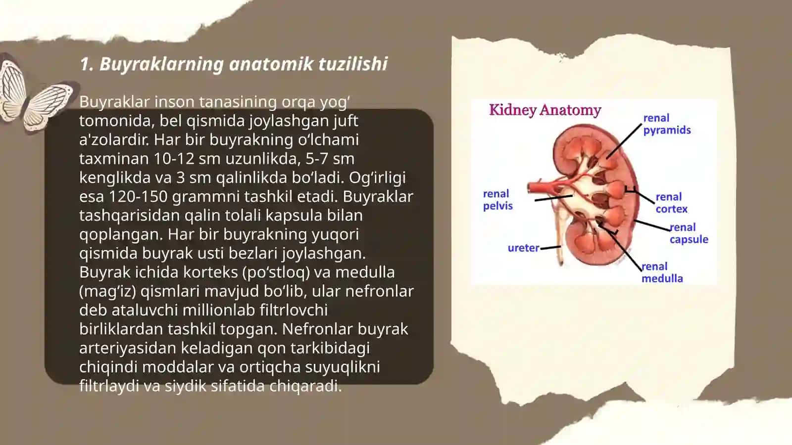 Ayrish sistema buyrak tuzilishi fiziologiyasi va patalogiyasi 3