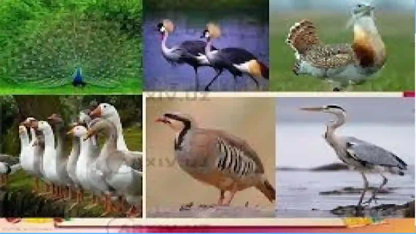 Qushlarning sistematikasi 3