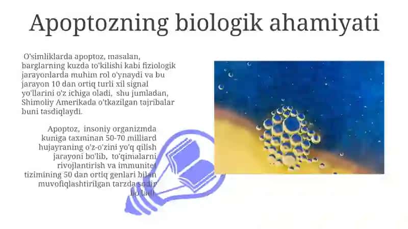 Hujayra apoptozi va uning biologik ahamiyati 3