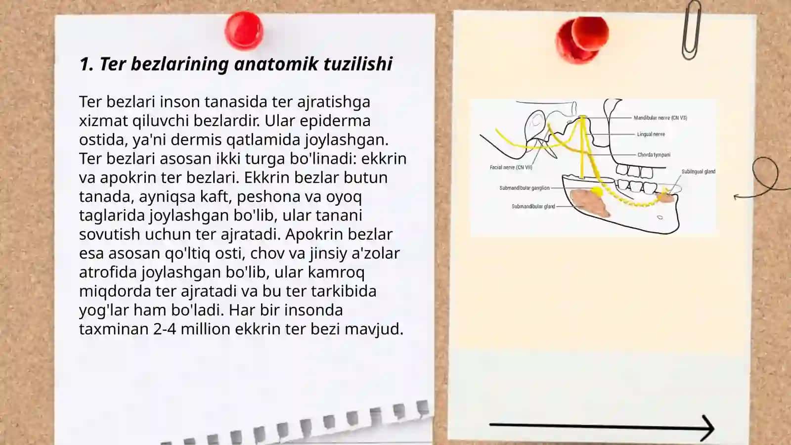 Ter bezlari va qon-tomirlarini innervatsiyalanish xususiyatlari 3