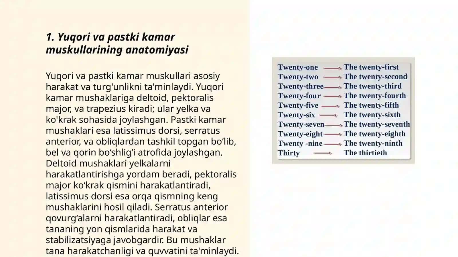 Yuqori va pastki kamar muskullari haqida umumiy tushuncha 3