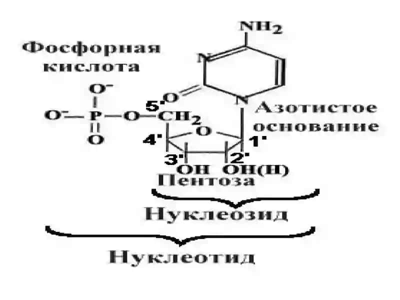 Нуклеотидлар алмашинуви 3