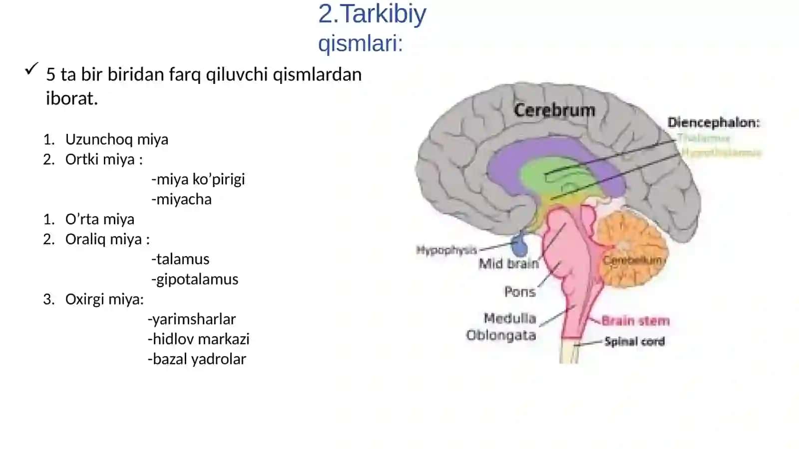 Markaziy nerv tizimi gistalogiyadi 3