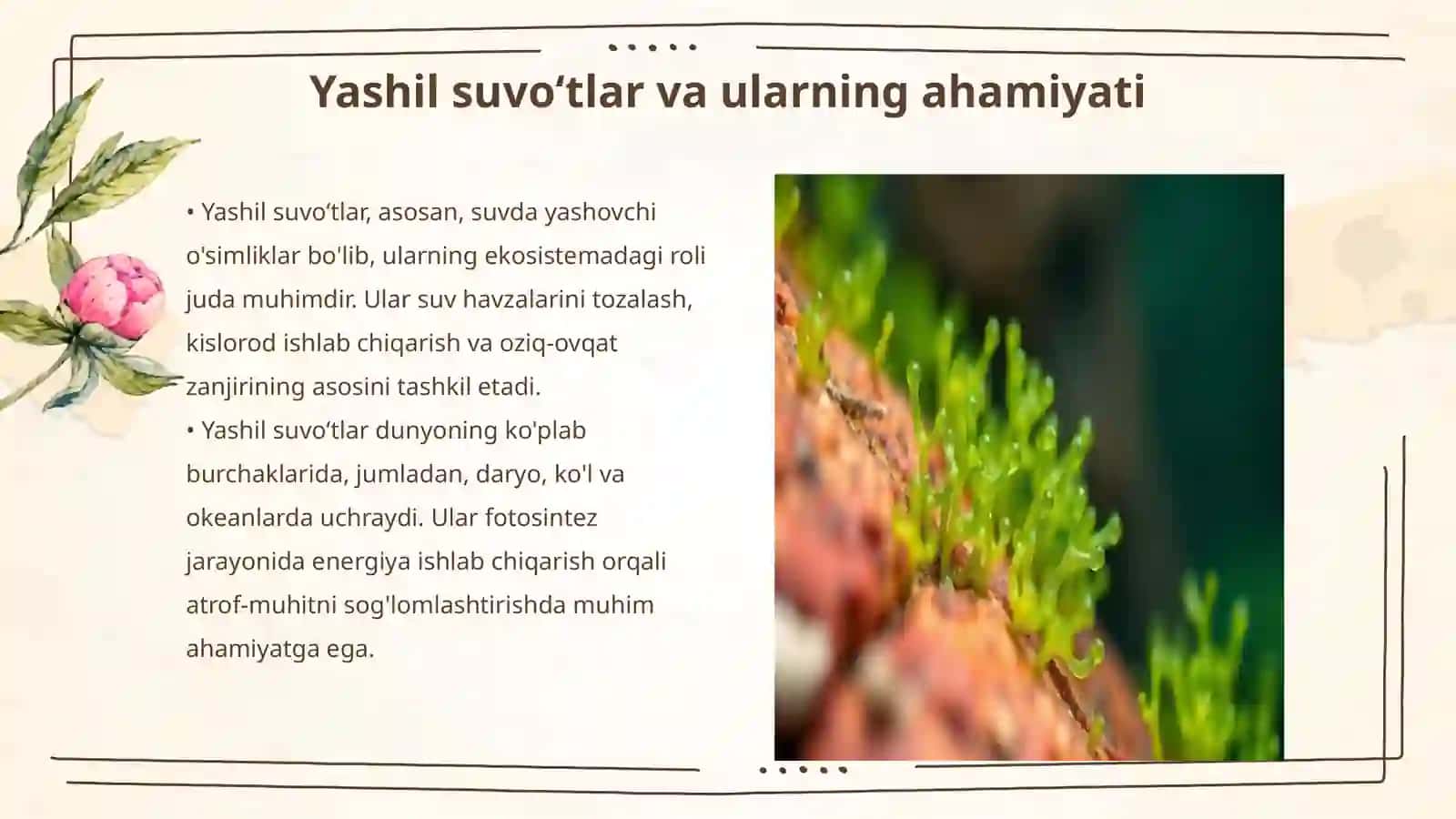 Yashil suvoʻtlariga umumiy taʼrif, hujayrasining tuzilishi va koʻpayish usullari 3