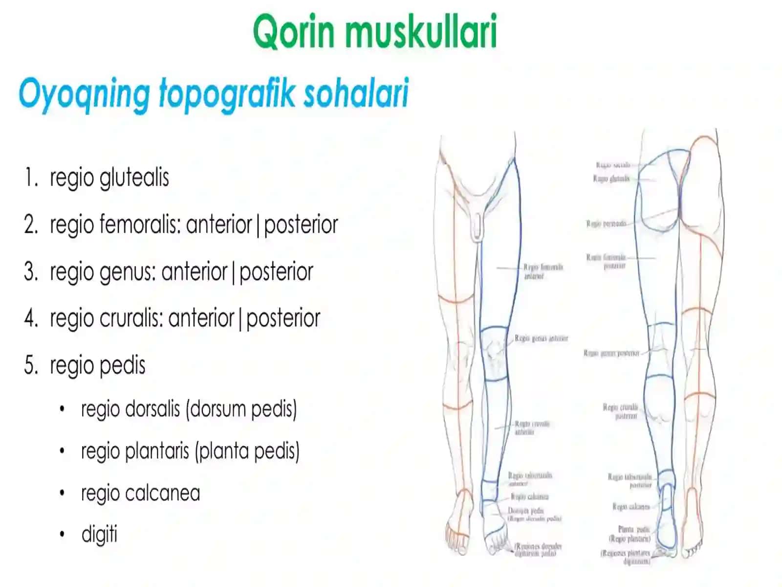 Oyoq mushaklari 3