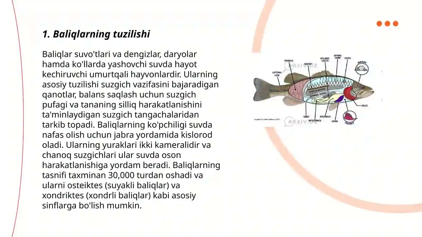 Baliqlarning bdelliozlari 3