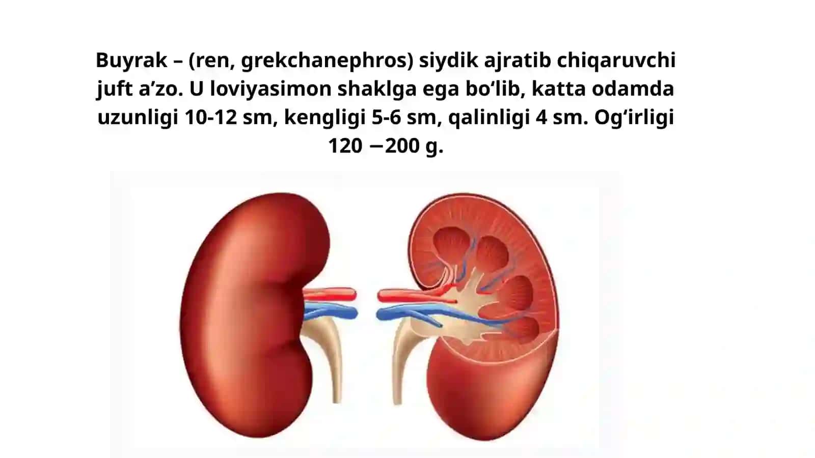 Buyraklar anatomiyasi 3