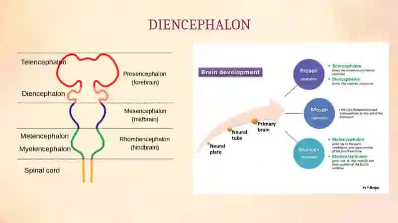 DIENCEPHALON VENTRICULUS TERTIUS 3