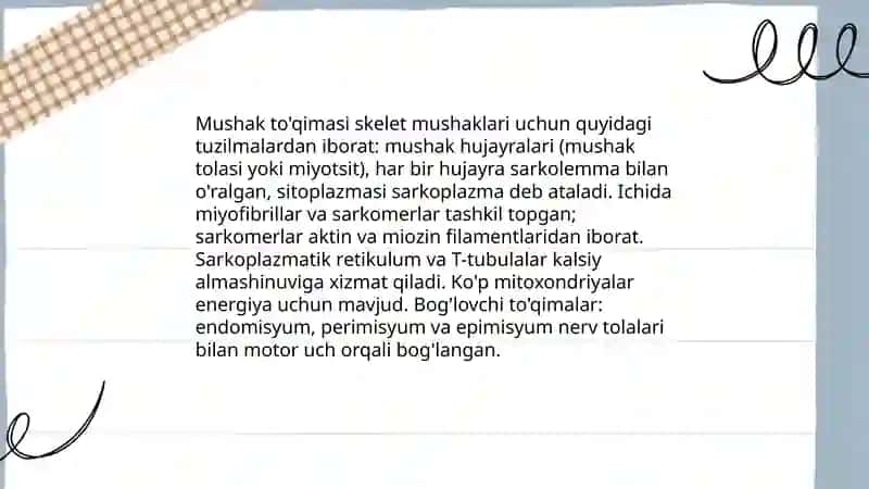 Mushaklar va nerv tolalari 3