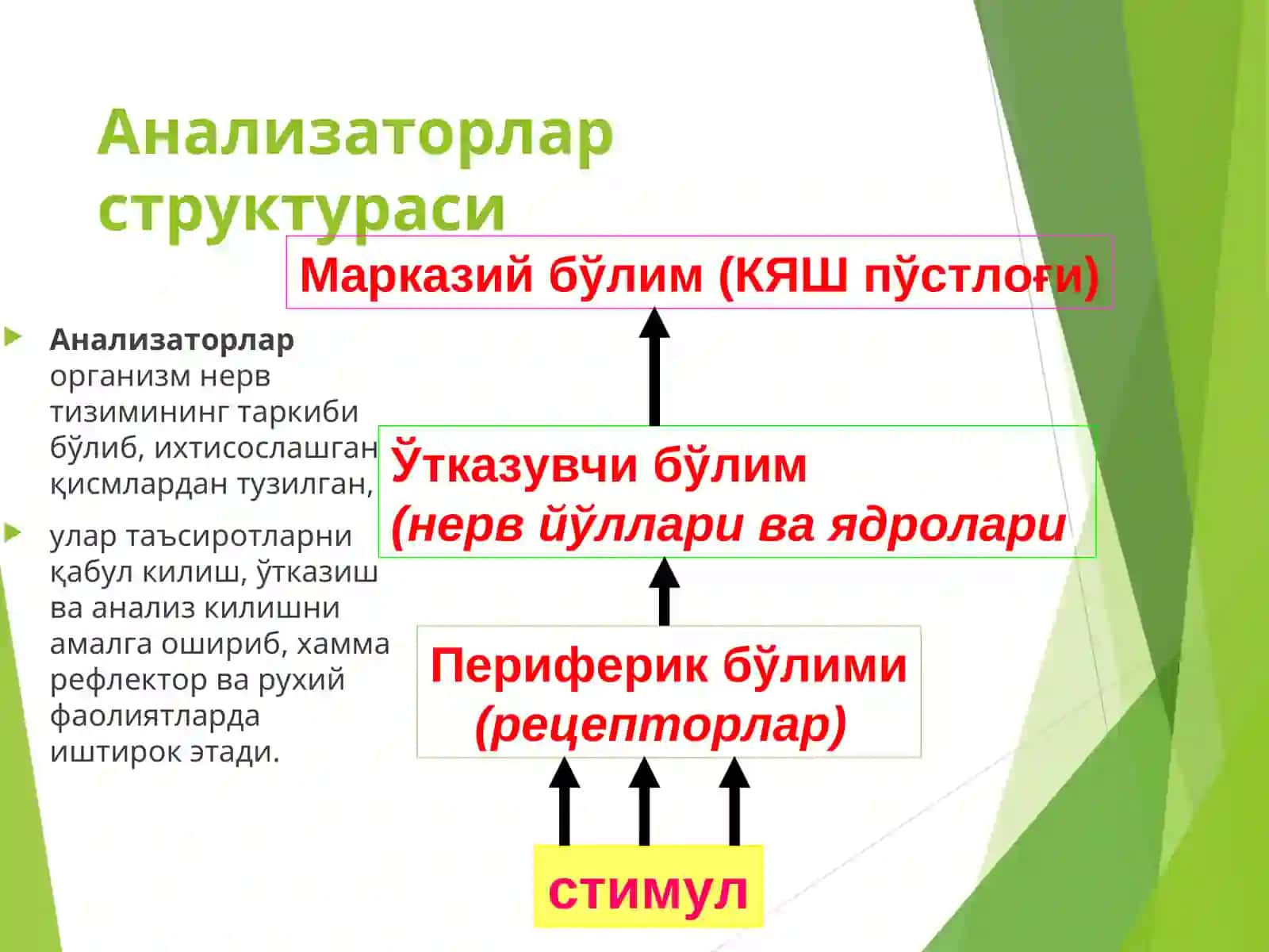 Сенсор тизимлар физиологияси 3