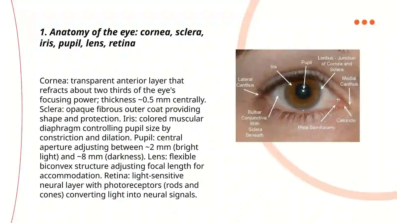The eyes 3